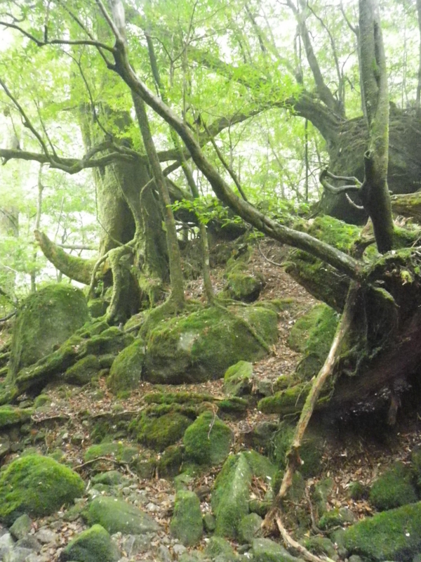 f:id:s-field0808:20121214170755j:image:w360