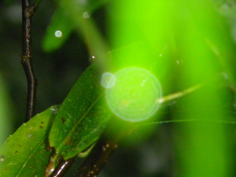 f:id:s-field0808:20121214170932j:image:w360