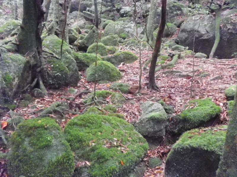 f:id:s-field0808:20121215182919j:image:w360