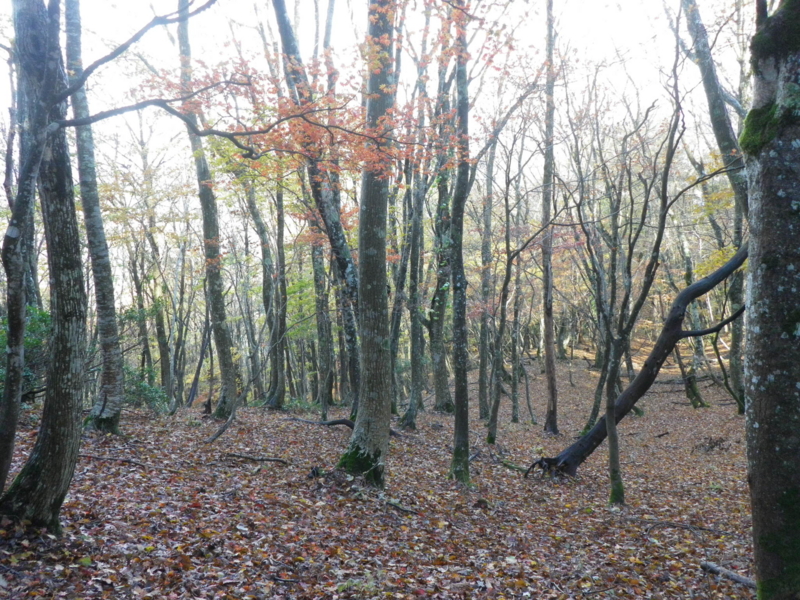f:id:s-field0808:20121215191536j:image:w360