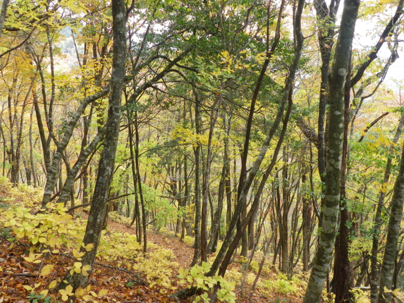 f:id:s-field0808:20121215191641j:image:w360