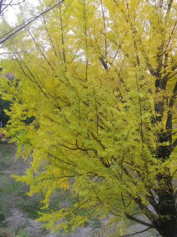 f:id:s-field0808:20121215193021j:image:w360