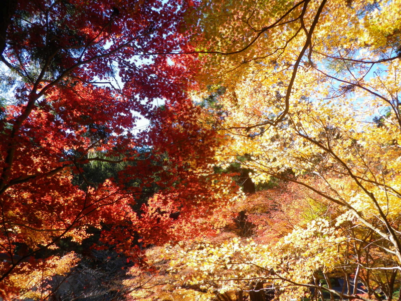 f:id:s-field0808:20121226200907j:image:w360