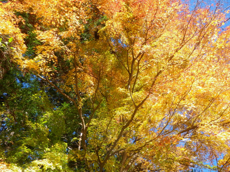 f:id:s-field0808:20121226200911j:image:w360