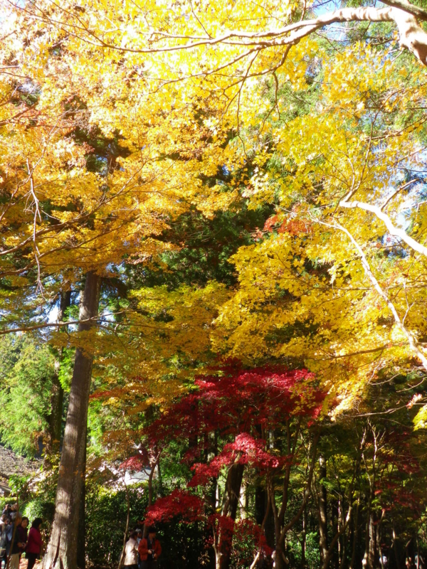 f:id:s-field0808:20121226200916j:image:w360