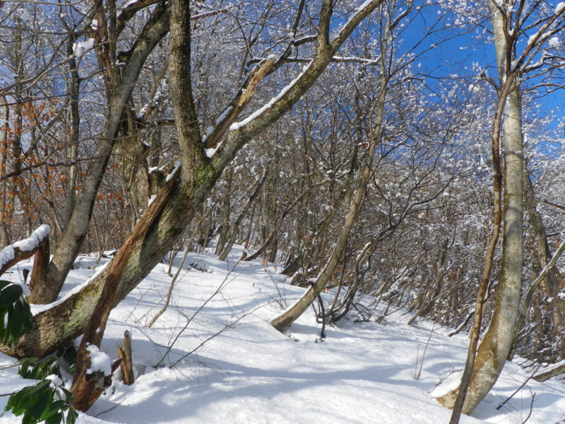 f:id:s-field0808:20130126171057j:image:w360