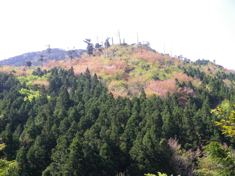 f:id:s-field0808:20130419170454j:image:w360 f:id:s-field0808:20130419170454j:image:w360