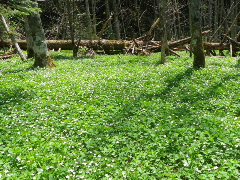 f:id:s-field0808:20130527200939j:image:w360