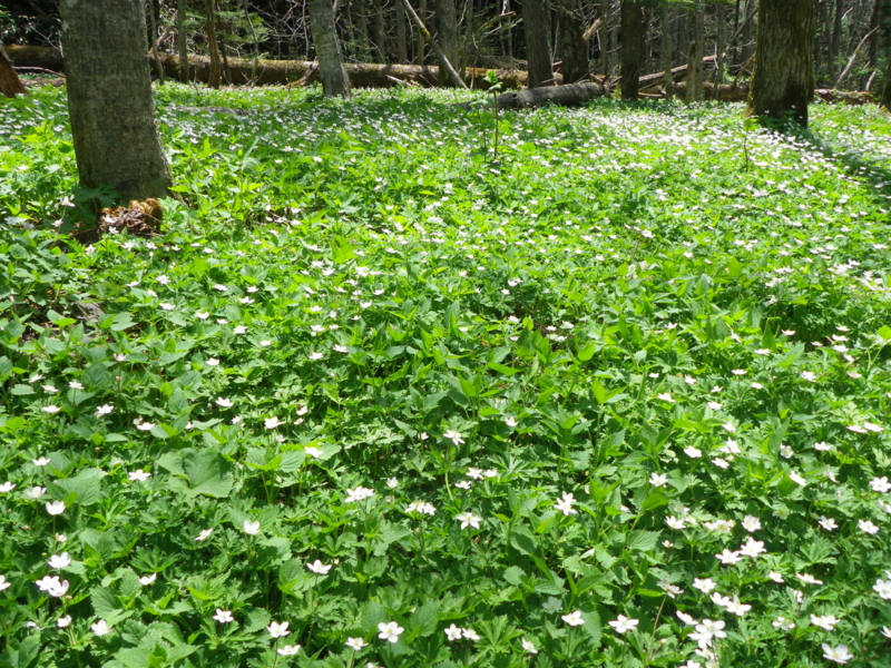 f:id:s-field0808:20130527200943j:image:w360