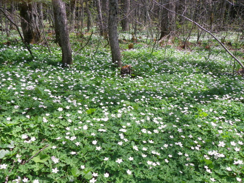 f:id:s-field0808:20130527200948j:image:w360
