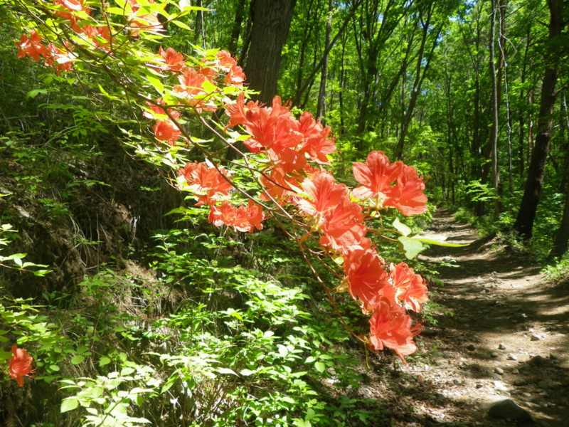 f:id:s-field0808:20130610094820j:image:w360