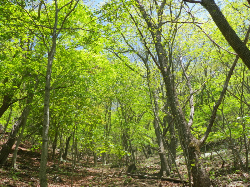 f:id:s-field0808:20130610095251j:image:w360
