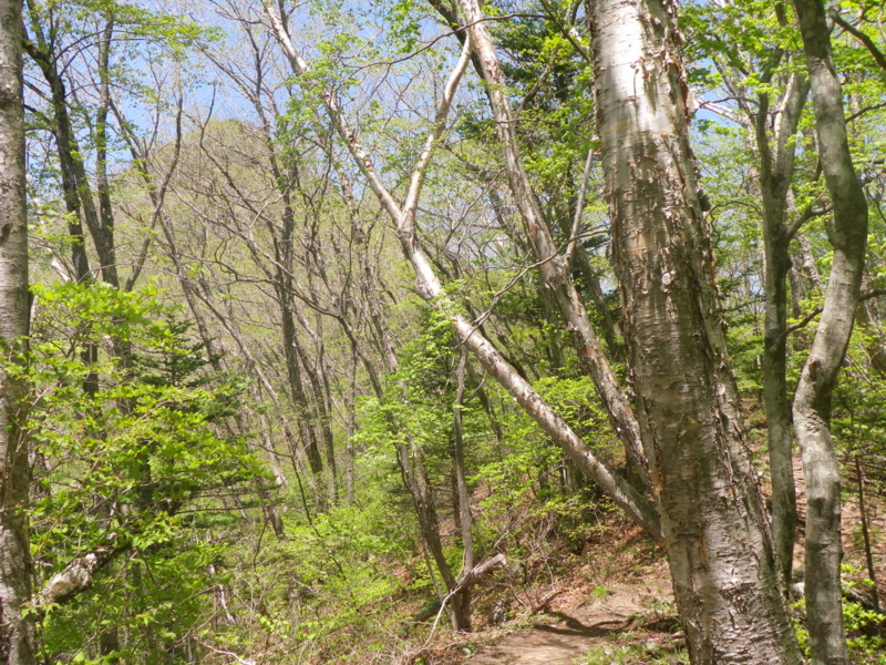 f:id:s-field0808:20130610101054j:image:w360
