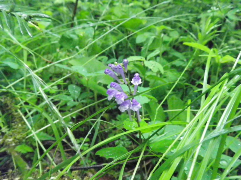 f:id:s-field0808:20130610130540j:image:w360 f:id:s-field0808:20130610130540j:image:w360