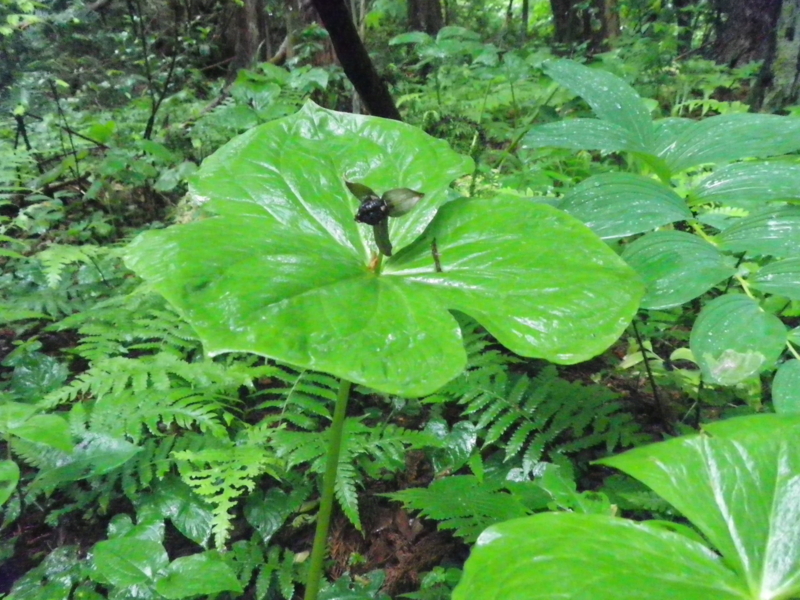 f:id:s-field0808:20130610130546j:image:w360 f:id:s-field0808:20130610130546j:image:w360