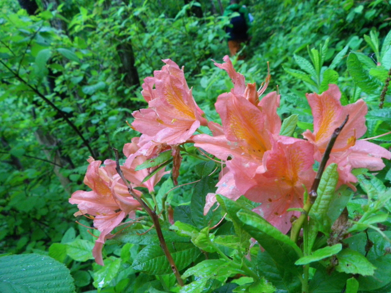 f:id:s-field0808:20130610130951j:image:w360 f:id:s-field0808:20130610130951j:image:w360