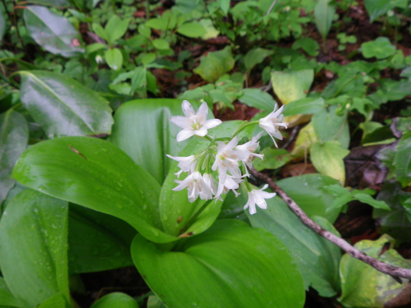 f:id:s-field0808:20130610131847j:image:w360 f:id:s-field0808:20130610131847j:image:w360