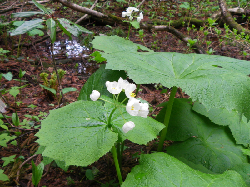 f:id:s-field0808:20130610132228j:image:w360 f:id:s-field0808:20130610132228j:image:w360