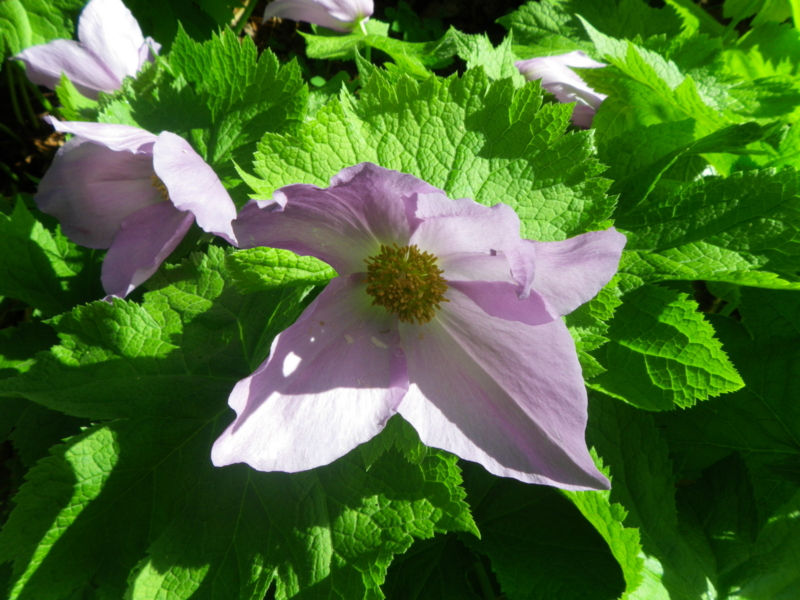 f:id:s-field0808:20130610133150j:image:w360 f:id:s-field0808:20130610133150j:image:w360