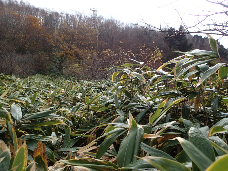 f:id:s-field0808:20131107120809j:image:w360 f:id:s-field0808:20131107120809j:image:w360
