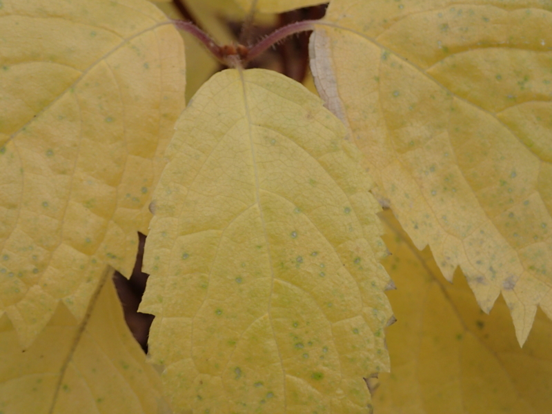 f:id:s-field0808:20131107123130j:image:w360 f:id:s-field0808:20131107123130j:image:w360