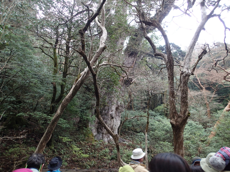 f:id:s-field0808:20140326112032j:image:w360 f:id:s-field0808:20140326112032j:image:w360
