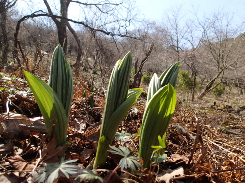 f:id:s-field0808:20140410161443j:image:w360 f:id:s-field0808:20140410161443j:image:w360