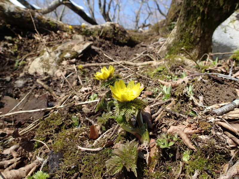 f:id:s-field0808:20140410162600j:image:w360 f:id:s-field0808:20140410162600j:image:w360