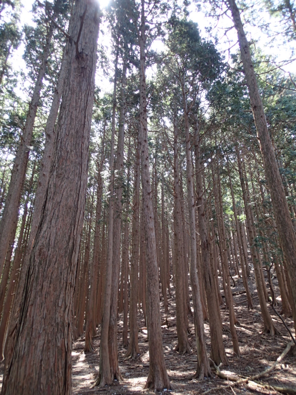 f:id:s-field0808:20140410165118j:image:w360 f:id:s-field0808:20140410165118j:image:w360
