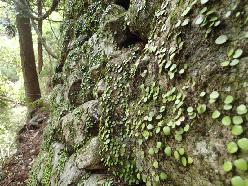 f:id:s-field0808:20140508104032j:image:w360 f:id:s-field0808:20140508104032j:image:w360