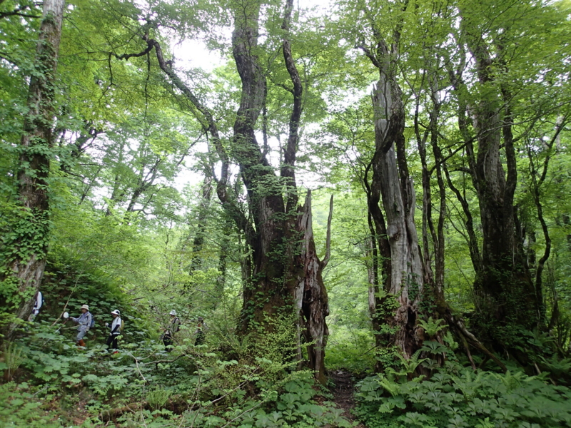 f:id:s-field0808:20140612130039j:image:w360