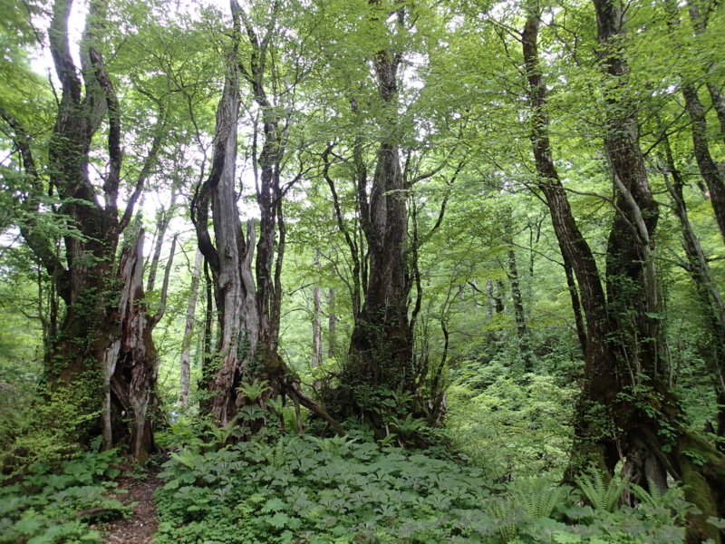 f:id:s-field0808:20140612130151j:image:w360