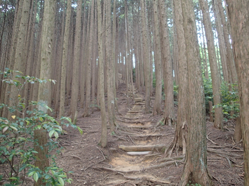 f:id:s-field0808:20140616094457j:image:w360