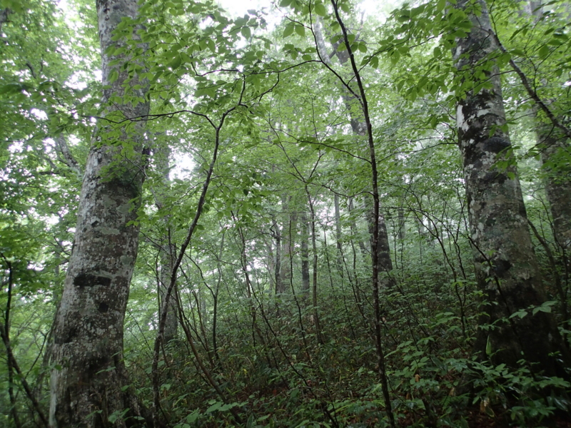f:id:s-field0808:20140619072100j:image:w360