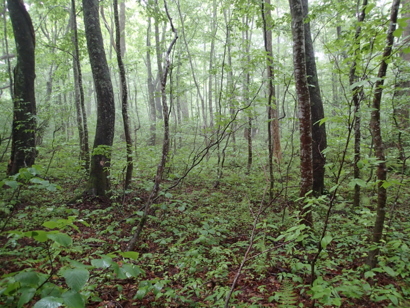 f:id:s-field0808:20140619072817j:image:w360