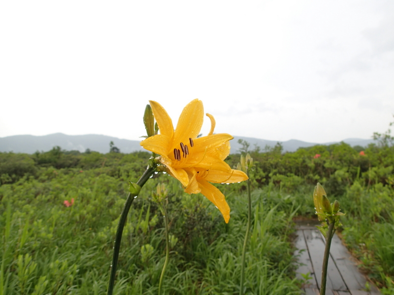 f:id:s-field0808:20140619073623j:image:w360