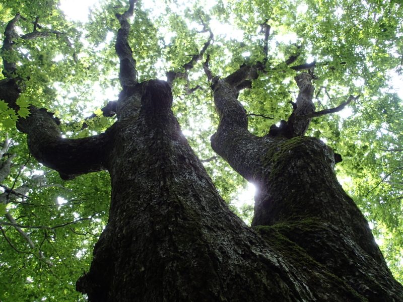 f:id:s-field0808:20140620194754j:image:w360 f:id:s-field0808:20140620194754j:image:w360