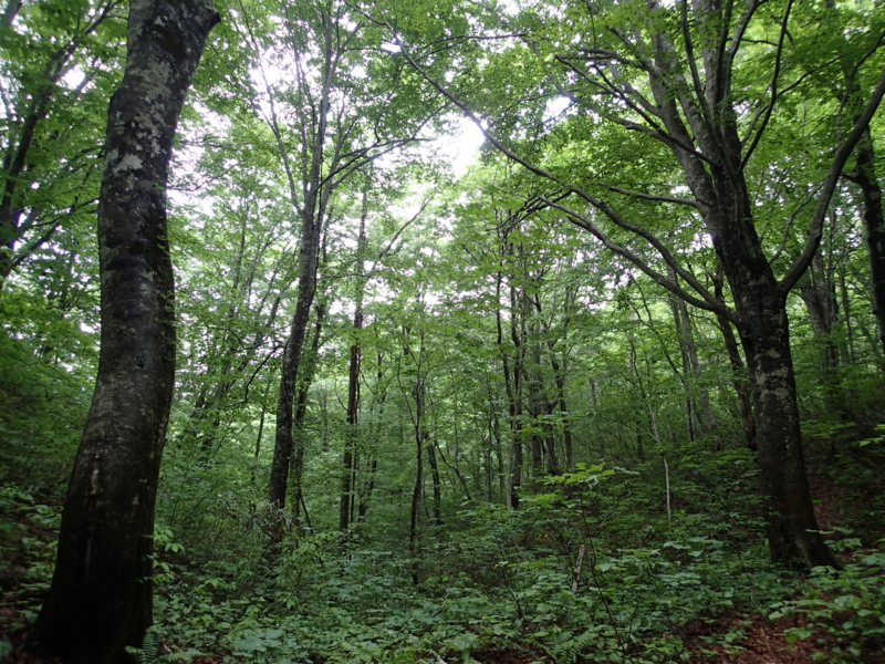 f:id:s-field0808:20140620194800j:image:w360 f:id:s-field0808:20140620194800j:image:w360
