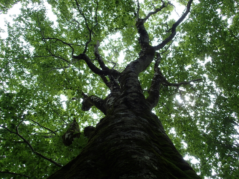 f:id:s-field0808:20140620195926j:image:w360 f:id:s-field0808:20140620195926j:image:w360