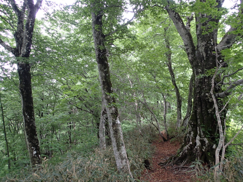 f:id:s-field0808:20140620195932j:image:w360 f:id:s-field0808:20140620195932j:image:w360