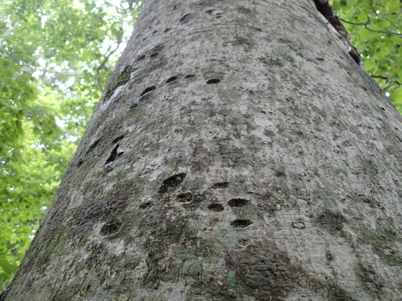 f:id:s-field0808:20140620200025j:image:w360 f:id:s-field0808:20140620200025j:image:w360
