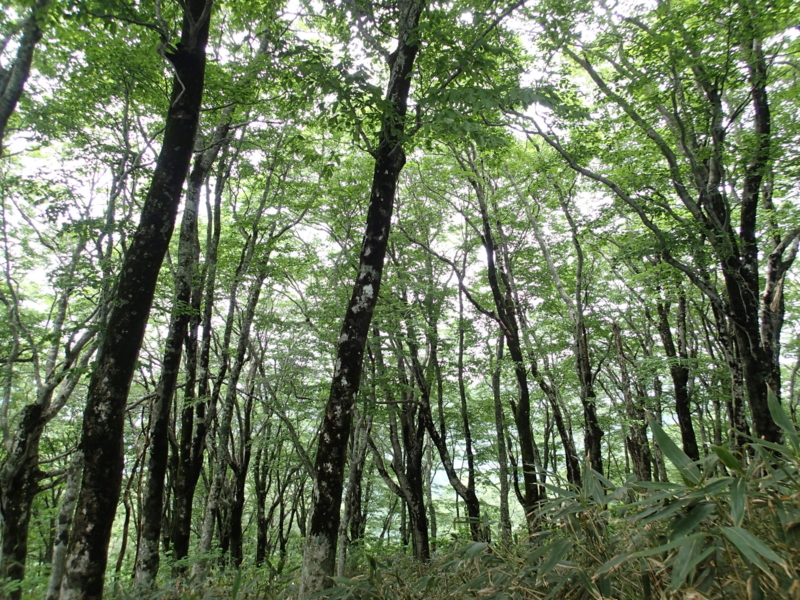 f:id:s-field0808:20140620200332j:image:w360 f:id:s-field0808:20140620200332j:image:w360