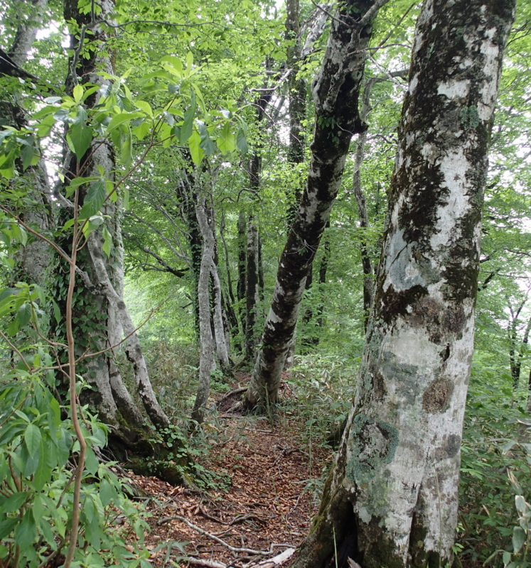 f:id:s-field0808:20140620200716j:image:w360 f:id:s-field0808:20140620200716j:image:w360