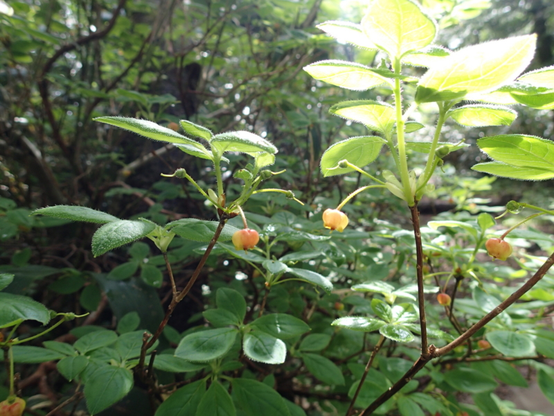 f:id:s-field0808:20140620211641j:image:w360