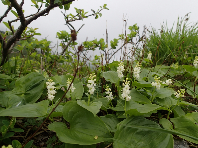 f:id:s-field0808:20140620212338j:image:w360