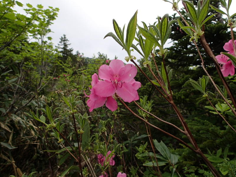 f:id:s-field0808:20140620215209j:image:w360