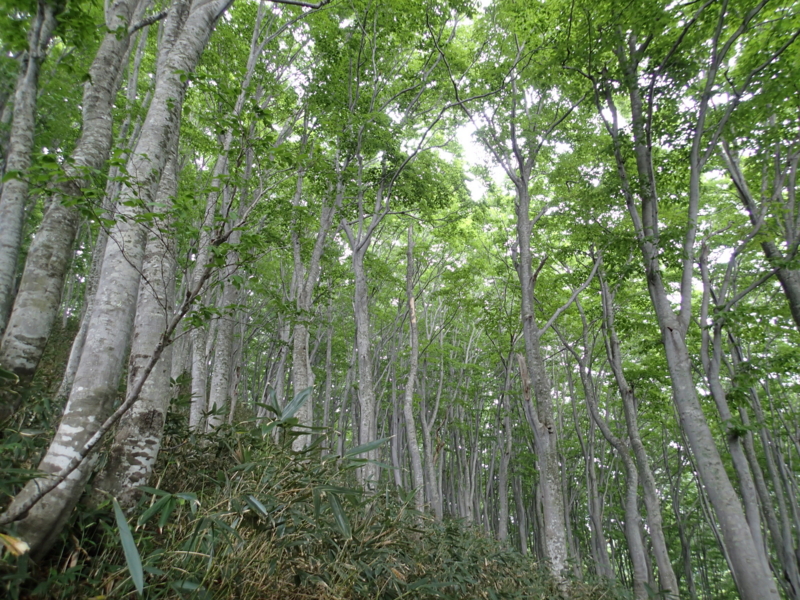 f:id:s-field0808:20140620215746j:image:w360