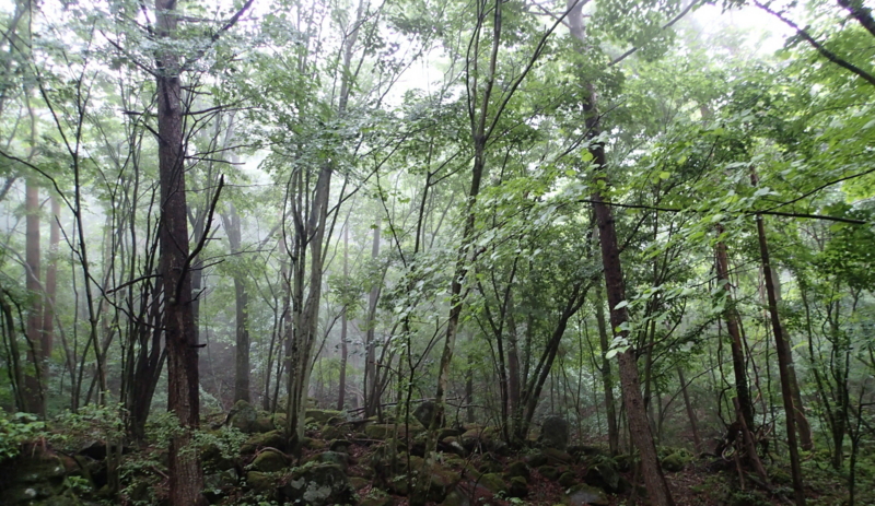 f:id:s-field0808:20140624190535j:image:w360