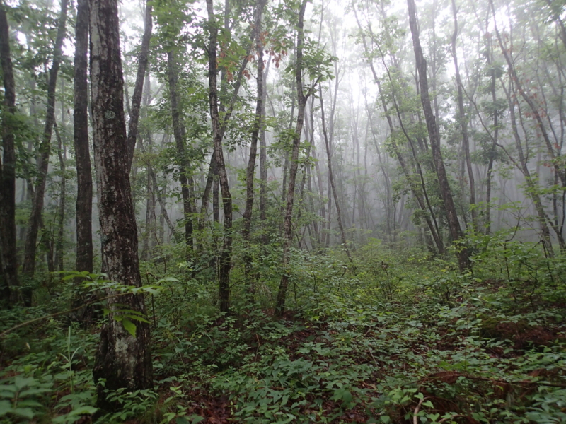 f:id:s-field0808:20140624192046j:image:w360