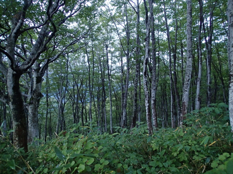 f:id:s-field0808:20140914083754j:image:w360